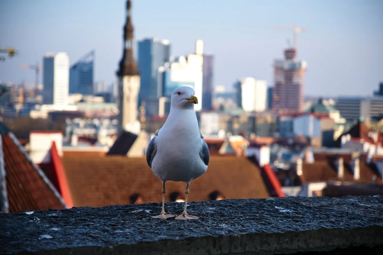 Estonya Tallinn Gezi Rehberi Estonya Tallinn Gezi Rehberi